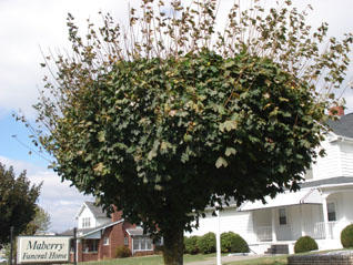 punktree.jpg