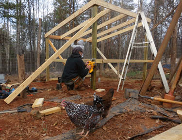 chickenxmas.zgif