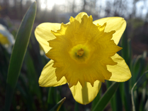 dafstar